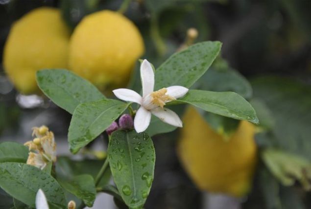 * Souk algnl, nezle, grip ve ksrk ikyetlerini azaltr.   