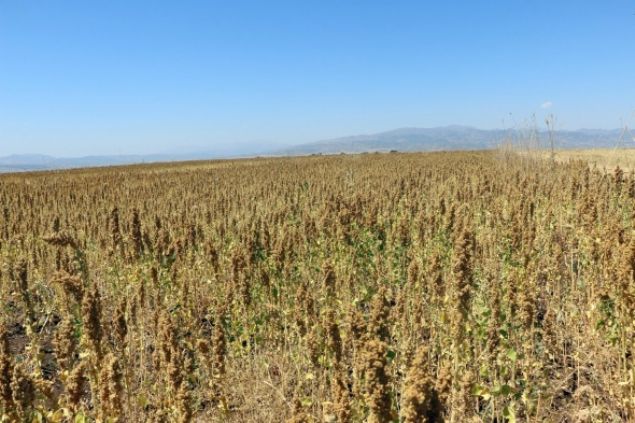 35 d�n�ml�k arazi �zerine ekimi yap�lan kinoa bitkisini hasat etmeye ba�layan G�ven, hasad�n bereketli ge�ti�ini belirterek, tarladan 7 ton mahsul elde etti�ini s�yledi. 