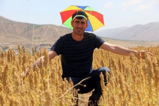 Kinoa bitkisini genelde astronotlar�n t�ketti�ini ifade eden G�ven, �Bu bitki ilk ke�if edildi�inde bunu astronotlar kulland� ve halen kullan�yor. Az t�ketilmesine kar�� tok tutuyor. Y�ksek protein de�erine sahiptir. �uanda astronotlar�n yan� s�ra sporcular, mankenler ve kendisini seven insanlar kullan�yor� diye konu�tu. 