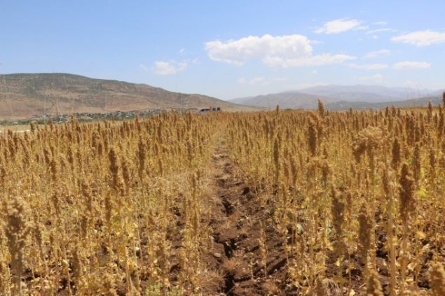 Pazar sorunu ya�amad�klar�n� belirten G�ven, '�uan hasat �al��malar�m�z devam ediyor. Pazar sorunu ya�am�yoruz, yurti�i ve yurtd���ndan yo�un bir talep var. Ra�bet olduk�a y�ksek. Ben gen� �ift�ilere bu bitkiyi �neriyorum, hepsi bu i�i yapmal�� diyerek tavsiyede bulundu. 