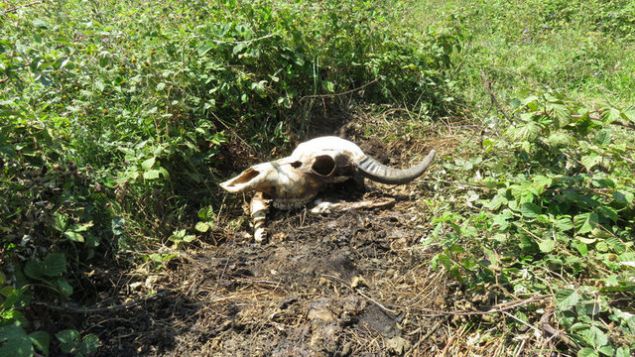 Bu olaydan bir g�n sonra bu kez �ile'nin Kara Kiraz k�y�nde benzer h�rs�zl�k olay� ya�and�. Bu sefer de a��k arazide otlayan 12 b�y�kba� hayvan t�fekle vuruldu. H�rs�zlar, Darl�k k�y�ndeki gibi hayvanlar�n ba��n� kestikten sonra derisini y�zmeden beraberinde g�t�rd�.     