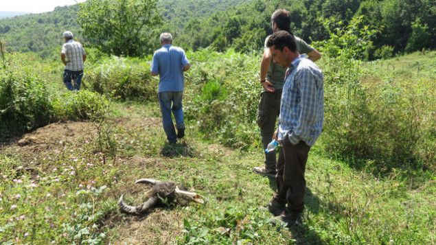 �ift�ilerin korkulu r�yas� olan h�rs�zlar, son olarak �atakl� k�y�nde de ortaya ��kt�. Ormanl�k arazi de otlayan 7 manda h�rs�zlar taraf�ndan t�fekle vurularak etleri g�t�r�d�. 3 mandas�n�n hayvan h�rs�zlar� taraf�ndan vurulduktan sonra ba��n�n kesildi�ini s�yleyen �lhan Keskin, 'Benim 3, ayn� k�yden kom�ular�m�nda 3 mandas� �ld�r�l�p ba�� kesilmi�. Vurulan bir manda da �lmek �zere. Maddi kayb�m�z 70 bin liradan fazla. K�ylerimiz avc�l���n yap�ld��� alana yak�n oldu�u i�in, b�lgeye hafta sonlar� avc�lar geliyor. K�yl�ler de avc�lar�n geldi�ini bildi�i i�in duyduklar� t�fek seslerini dikkate almam��lar' dedi.      