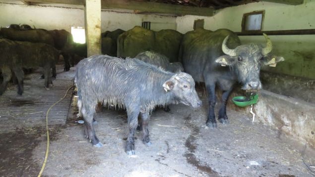 Hayvan h�rs�zl��� ile ilgili soru�turma ba�latan g�venlik g��leri, k�yl�lerin ifadelerine ba�vurdu. Hayvanlar�n ba��n�n kesildi�i g�n b�lgeye giri� ��k�� yapan ara�lar, ara�t�r�l�yor. G�venlik g��leri ayr�ca hayvanlar�n kesilip etlerinin piyasaya s�r�lebilece�i yerlerde de ara�t�rmas�n� s�rd�r�yor.     