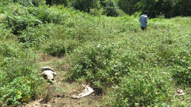     �te yandan Arnavutk�y il�esi, Pirin��i K�y�nde ya�ayan besiciler de h�rs�zlar y�z�nden son bir ayd�r zor g�nler ge�iriyor. Manda ve inek besicili�i yapan Recep Ergin, uzun bir s�redir silahs�z gezemediklerini belirterek, en son ge�en ay, �oban k�peklerinin h�rs�zlar taraf�ndan zehirlendi�ini s�yledi. Kom�ular�n�n ah�r�ndan 6 ine�in �al�nd���n� s�yleyen Ergin, her an tetikte beklediklerini belirterek neredeyse g�nlerdir hi� uyumad�klar�n� anlatt�.      