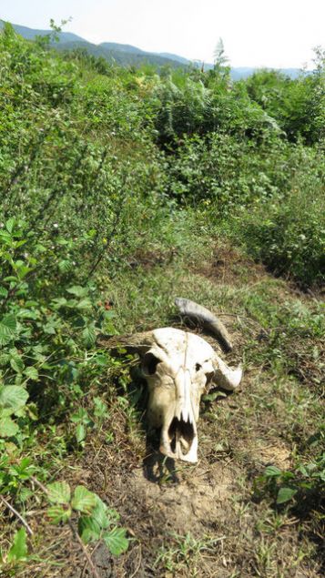 Konuyla ilgili olarak konu�tu�umuz �stanbul Perakendeci Kasaplar Esnaf Odas� Ba�kan Vekili Murat Kocao�lu, 'Biz sadece sertifikal� ve raporlu etleri al�yoruz. �l genelinde faaliyet g�steren hi�bir kasap, kayna�� belli olmayan eti almaz. Bir �ekilde �ld�r�lerek �al�nan etler sadece merdiven alt� sat�labilir' dedi. �stanbul M�ft�l��� fetva makam�, canl� hayvanlar�n eziyet �ektirilmesinin haram oldu�unu belirterek bu tarz olaylar�n neresinden tutulursa tutulsun caiz olmad���n� belirtti. Bu tarz olaylarda vatanda��n da sorumlu olaca��n� s�yleyen fetva makam� yetkilileri; piyasada 30 liraya sat�lan bir etin 20 liraya al�nmas� halinde bunu vatanda��n d���nmesi gerekti�ini s�yledi.         