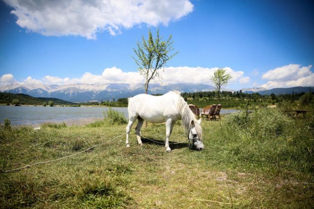 G�k�z G�leti'nin k�y�s�nda kendi arazisi olan Do�ru, bu alan �zerinde bir �al��ma yaparak, hayali olan projeyi olu�turdu. S�z konusu projeyi TKDK'ya sunan Do�ru, buradan da hibe alarak i�e ba�lad�.    