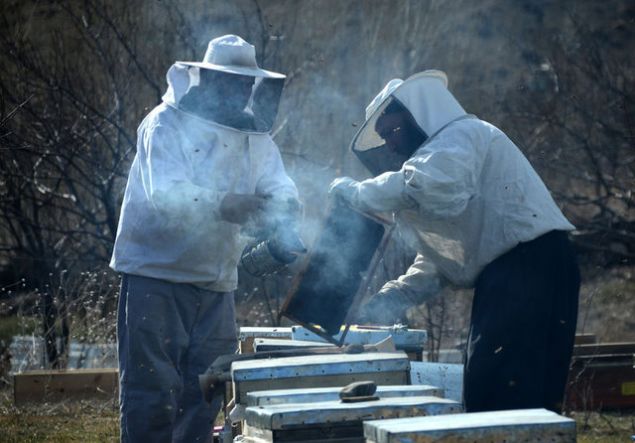 ��nk� zaman kayb� yok. Bal veriminin y�ksek olmas� bundan da kaynaklan�yor. �ki katl� kovanda 20 �er�eve var, bu kovanda ise 24 �er�eve bulunuyor. Bu kovan� ister tek kovan olarak kullan�rs�n�z ister ortadan b�ler iki kovan olarak kullan�rs�n�z.   