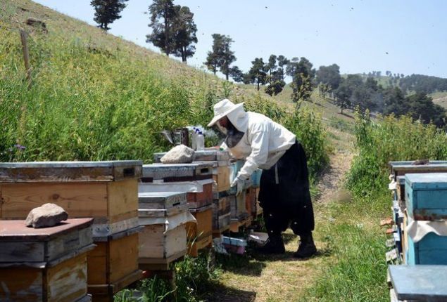 SICAK HAVA ARICILARI DA VURDU <br><br>  �te yandan, T�rkiye'de y�ksek rak�m ve zengin floras�yla bal �retiminde �nemli yere sahip Kars ile �evre illerde hava s�cakl�klar�n�n mevsim normallerinin �zerine ��kmas�, �i�eklerin kurumas�na ve ar�lar�n yeterince bal yapamamas�na neden oldu.   