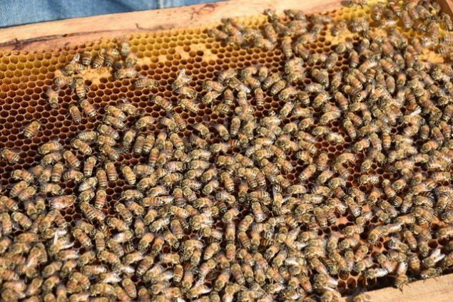 �RET�C�LER YA�MURU D�RT G�ZLE BEKL�YOR <br><br>  S�cak hava nedeniyle ar�lar�n bal yap�m�n�n ge�en y�la g�re d��t���n� vurgulayan K���k, 'Ar� bal yapmas� i�in �i�eklere g�nde en az 5 sefer yapmas� laz�m ama �imdi 2 ya da 3 sefer yap�yor. Bal rekoltesi ge�en seneye g�re �u anda �ok d���k. Ar�c� arkada�larla isti�are yap�yoruz, hepsi ya�mur bekliyor. �n�allah k�sa s�rede ya�mur bereket getirir' diye konu�tu.   