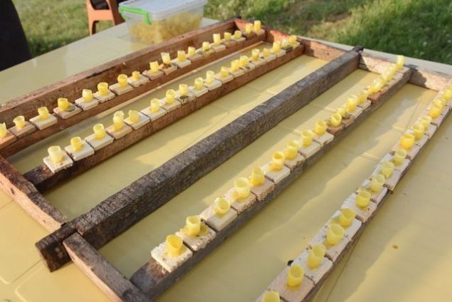 Kars'�n Selim il�esine ba�l� Karahamza k�y�nde 80 kovan ar� ile organik bal �retimi yapan Hikmet Y�lmaz da '�lkbaharda bol ya�mur ya�d� ama havalar �ok so�uk gitti�i i�in �i�ekler, otlar geli�medi. �imdi de a��r� s�caktan dolay� otlar ve �i�ekler kuruyunca rekolte d��t�, e�er ya�mur ya�mazsa daha da d��ebilir. Yani bu sene bal �retimi pek iyi g�r�nm�yor, ya�mur bekliyoruz' ifadesini kulland�.   