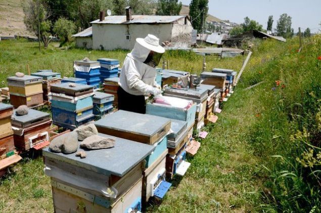 Kars Ziraat Odas� Ba�kan� Adem Erta� yapt��� a��klamada, bir s�redir T�rkiye genelince kavurucu s�caklar�n etkili oldu�unu belirterek, s�cakl�k dolay�s�yla olu�an kurakl���n en �ok ar�c�l�k sekt�r�n� etkiledi�ini s�yledi.   