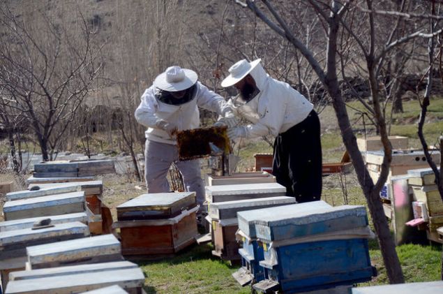 Bu yatay kovanda ar�lar y�r�y�p i� yap�yor ama katl� oldu�u zaman ar� yukar� ��k�p a�a�� iniyor. B�yle oldu�unda hem zaman kayb� oldu�u hem de ar� yoruldu�u i�in performans� d���yor. Katl� kovanda ki bir ar� e�er 3 sefer yap�yorsa bu kovanda 5 sefer yap�yor.    