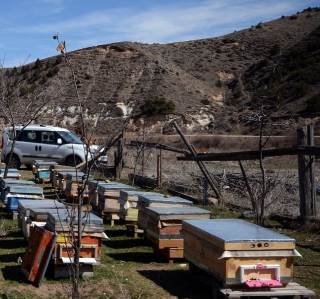 Karadeniz'de 6-7 ay bal sezonu var, burada 3 ay. Bu 3 ayda yeni yapt���m�z kovan sisteminde �ok fazla bal al�n�yor. Umuyorum ki bundan ilham alarak ba�ka ar�c�lar da bunun �zerine daha g�zel yeni projeler koyar. Sar�kam�� Ziraat Odas� Ba�kan� Nesim G�k, yap�lan tek katl� uzun kovan projesinin b�lgedeki ar�c�l�k sekt�r�ne olumlu katk� sa�layaca��n� s�yledi. Ar�c�l�k sekt�r� a��s�ndan g�zel bir proje oldu�unu ifade eden G�k, ��yle konu�tu:   