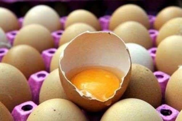 Bu yzden serbest gezinen kularn veya sertifikal organik her trl yumurta kabuu (tavuk, kaz, rdek) kullanlmaldr.     