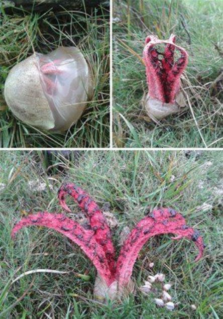 Uzaydan gelmi gibi duran bu eye ok aracaksnz.  Uzaktan bakldn bir yaratk gibi duruyor.          Ve korkun kt kokusuyla tannyor.          Bir canavar gibi grnen bu krmz ey, Clathrus Archeri bir tr mantar.  