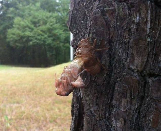 Kabuundan kan bir bcek 