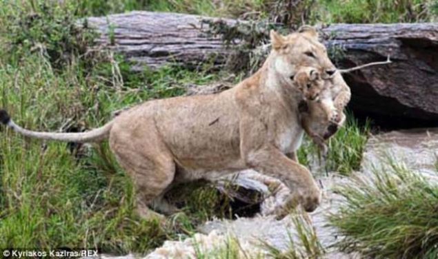 Yunan fotoraf Kyriakos Kaziras tarafndan ekilen arpc grntlerde, anne aslan 9 aylk yavrusunu, nehirden karya geirmeye alyor.. 