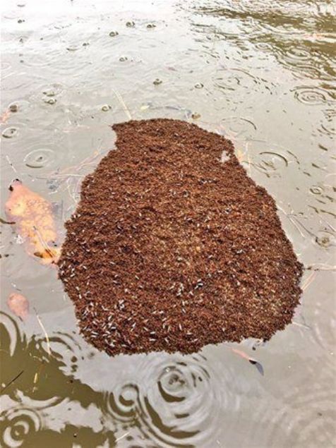 Harvey Kasrgasnn etkiledii Houston blgesinin sakinleri, sel sularnda olaand bir tehlike saptad: bir araya gelerek yzen sandallar oluturan ate karncas kolonileri.    Yetkililler karncalarn bu mthi ibirliinin, grenleri hayran brakmasnn yansra tahlikeli olduu ynnde uyaryor:  Zehirli bcekler, sel sularndan kamak iin hemen birbirlerine balanrlar ve kralie ile larvalar saln merkezinde yer alr.     Karncalar, havay ortada hapsedecek kadar sk ekilde birbirleriyle a olutururlar ve alttaki karncalar o kadar sk birleir ki, ilerinden su geemez.    Ate karncalar, bu yaplarda haftalar boyunca ve hatta daha fazla sre hayatta kalabiliyorlar ancak yzdke, koloniletirmek iin sk sk yeni ve kuru karalar aryorlar. 