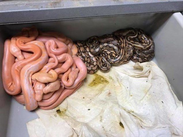 Renklerine gre kmelenen ylanlar     