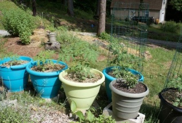      Siz de bitkilerinizi yumurta ile glendirebilirsiniz.  