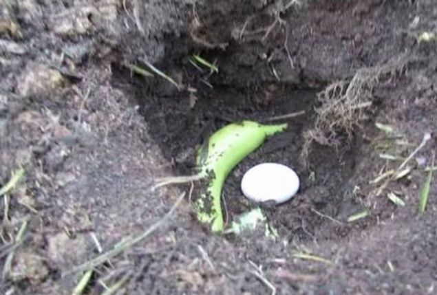       En ok muz yetitiricilerinin tercih ettii yntem olan topraa yumurta gmmek, bitkilerin gerekli olan minerali almalarna yarar.  