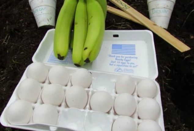       Satn aldmz sar muzlar aslnda yemyeilken toplanrlar. Sonrasnda muzlar olgunlatrlr. Bu olgunlatrma yntemlerinden biri de yumurta ile topraa gmmektir.  