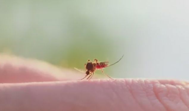       Yazn sivri sinek srmalar phesiz bamzn belas.  