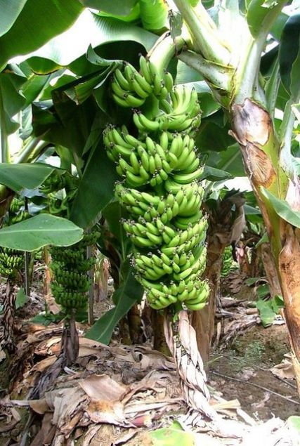       Tropikal ortamlarda yetien muz A, C, E, K, B6 vitaminleri ve inko, potasyum, kalsiyum, demir, magnezyum, fosfor ve manganez gibi minarelleri barndryor.  