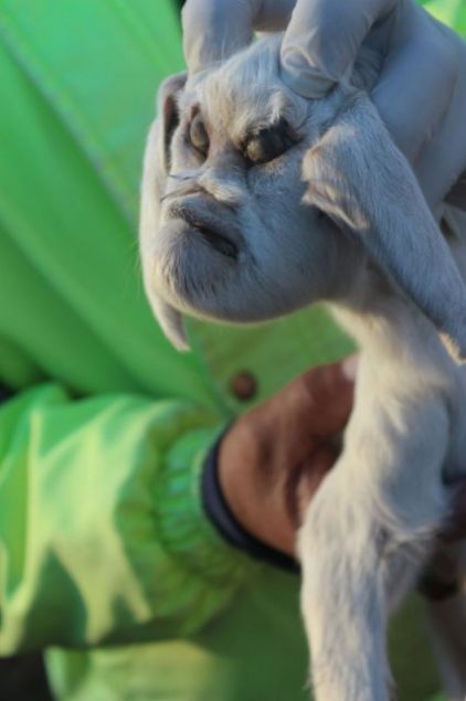  Keinin sahibi Oveido, sz konusu keinin sadece yznn insan andrdn, vcudunun ise normal bir keiden hibir fark olmadn belirtti.    