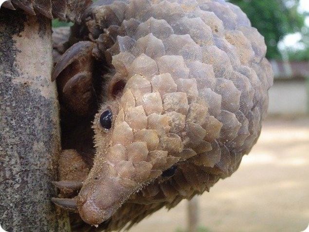    Pangolin: Vcutlar pullu, disiz memeliler. Toprak veya aalar zerinde yaar. Karnca ve termitlerle beslenir. Tehlike annda yuvarlak olurlar.  
