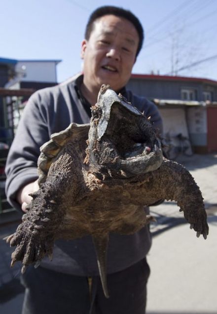    Olayn zerine timsah kapan kaplumbaas'nn genelde ok tehlikeli olmadn belirten ODWC bilgilendirme ve eitim birimi grevlisi Micheal Bergin, 'Timsah kapan kaplumbaalar genelde tehditkr deildir. Eer hayvana yaklamazsanz oda size yaklamaz. Ama hayvan size saldrmaya karar verirse durum tehlikeli bir hal alabilir. Timsah kapan kaplumbaalarnn eneleri ok kuvvetli olduu iin insan elinin parmaklarn koparabilirler' eklinde .  