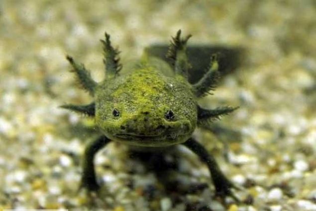    Aksolotl: Aksolotllar, kaplan semenderi grubuna ait Meksika semenderlerinin en tannm yelerindendir. Ait olduu snfn dier yelerinin aksine aksolotllar bakalam geiremediklerinden suda yaamak zorunda olan canllardr.  