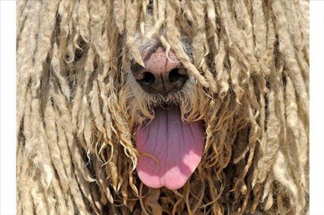    Komondor Kpei: Issz ve uzak blgelerde kullanlan tipik bir sr koruma kpeidir. zellikle geceleri ok dikkatlidir. taatkr ve saygldr ancak, kendisine emanet edilen srye saldran kurtlara ve aylara acmasz davranr.  