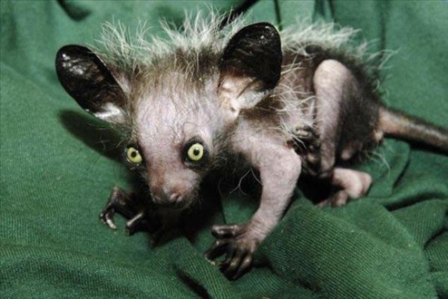   Aye Aye: Boyu 36-44 cm olan lemur tr bir maymundur. Kuyruu 25 cm'yi bulan aye aye genellikle bambu ormanlarnda yaad iin 'yaldzl bambu maymunu' olarak da adlandrlr.  