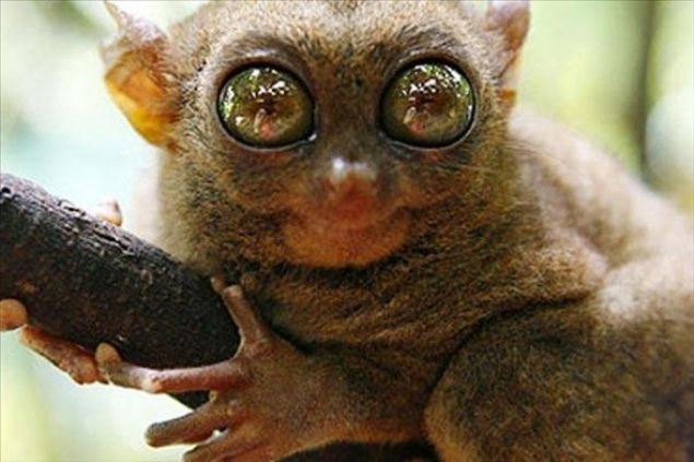    Tarsier: Filipinler'de yaayan Tarsier'in gzleri beyinlerinden byk. Yaklak 10 santim boyundaki Tarsier, bir insan eline rahatlkla sabilir.  