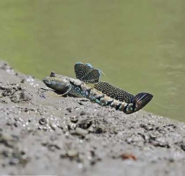    amur zpzp: amur zpzplar yzgelerini kullanarak suyun dnda hareket edebilirler.  