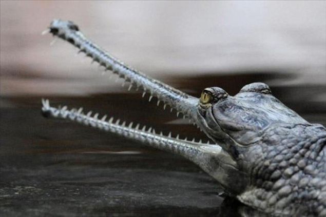    The Indian Gharial (Ganj Timsah):Hindistan'da Ganj nehrinde yaar. Boylan 7 m'ye kadar ulaabilen bir srngen trdr.  