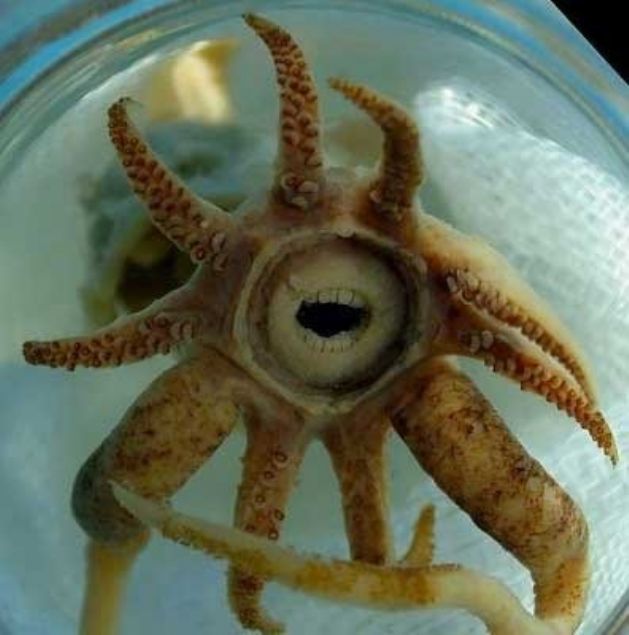    Byk dili derin deniz kalamar: Atlantik Okyanusu'nda bir Alman aratrma gemisi tarafndan kefedilen bu ilgin trn, insan dii gibi dileri var. Her ne kadar korkutucu grnyor olsa da okyanus yzeyinin yaklak 2 km altnda yaadndan karlama ihtimaliniz ok dk.  