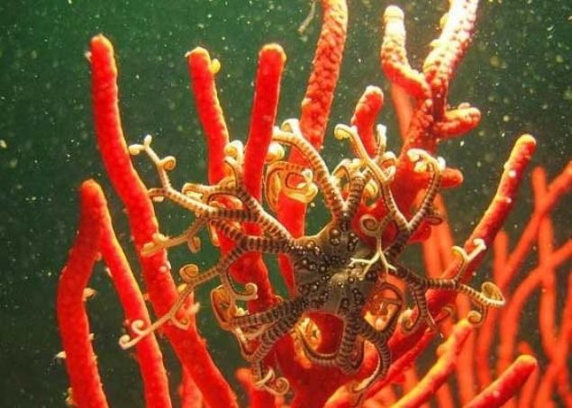    Sepet yldz: Bu deniz yldz tr kollarnda bulunan mikroskobik kancalarla minik avlarn yakalayp azna doru yavaa gtrr. Genellikle geceleri avlanr fakat beslenmek iin gndz bekler.  