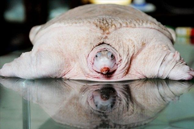    Beyaz Kaplumbaa: in kltrnde nemli bir yeri olan beyaz kaplumbaalar, kreme alan pembe renkleri ve yumuak dokularyla dikkat ekiyor...  