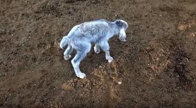  nsan andran bir yzle doan keinin sahibi olan Gladys Oveido, yeni doan  keisi iindeki bu keiyi ilk grdnde garip yz nedeniyle ok olduunu, bana ilk kez byle bir ey geldiini ve kafasnn allak bullak olduunu syledi.    