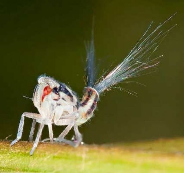    Bitki piresi: Bu hayvanlarn kuyruklarndan salglanan kimyasal yrtclar uzak tutar. Kuyruklarnn bir dier faydas yere dtklerinde d yavalatmas.  