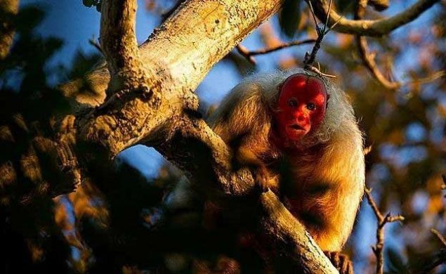    Kel uakari: Kel uakari maymunlar iin parlak krmz yz, salkl olmann iaretidir. Bu hayvanlar elerini seerken buna dikkat ederler. Genellikle Brezilya ve Peru'da suya yakn yerlerde yaarlar.  