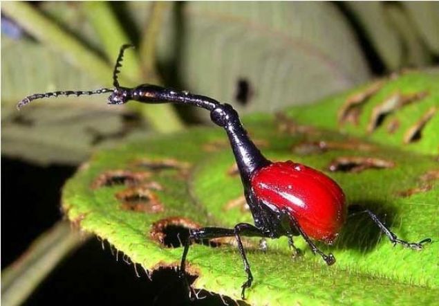    Zrafa biti: Bu hayvanlarn erkekleri diilerinden 2-3 kat uzundur. Bu uzun boyunlarn dier erkeklerle kavga etmek amacyla kullanrlar.  