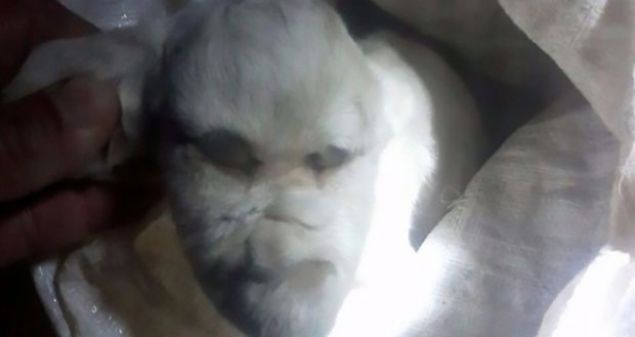  Hayatta kald srede bir kak yardmyla stle beslenmeye allan talihsiz kei, Oveido'nun kznn lmeden nce ektii fotoraflaryla dnya genelinde byk yank uyandrd.    