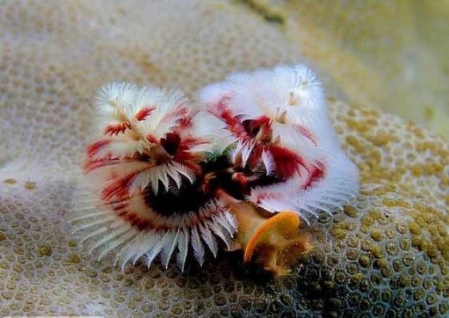    Ylba aac solucan: Bu hayvanlar dnya zerindeki tropikal resiflerde yaarlar. Bu solucanlar yaklak 3-4 cm uzunluundadr.  