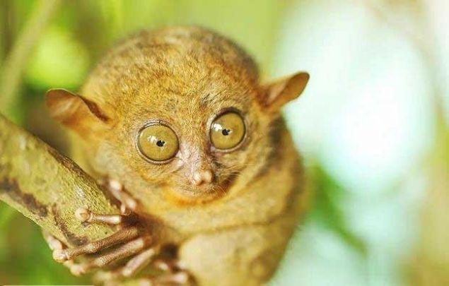    Tersiyer: Bu kk primatlarn gz bebekleri beyinlerinden daha byktr. Bu hayvanlar srama ve trmanma konusunda ok beceriklidirler. Bir aa dalna tutunduklarnda onlar daldan ayrmak gerekten ok gtr.  