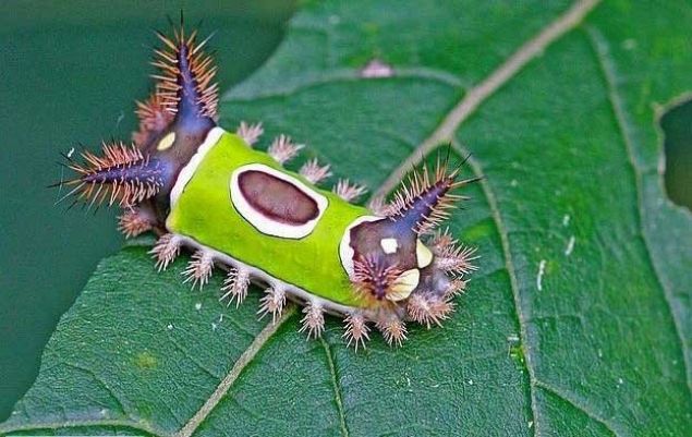    Semer srt trtl: Bu irin yaratk kelebek oluncaya kadar yrtclardan korunmak iin rahatsz edici bir zehir salglar.  