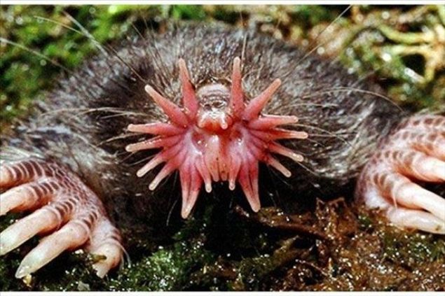    Yldz Burunlu Kstebek: Kuzey Amerika ve Kanada'da rastlanan bu hayvan tr tam bir toprak alt hkmdar. Sivri trnaklar sayesinde hzlca yol katedebilen yldz burunlu kstebek bir avuca sabilecek kadar kk.  