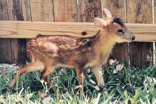    Minyatr Geyik: Son 10 ylda kefedilen ilgin bir geyik tr olan minyatr geyikler (Muntiacus Putaoensis) sadece 60-80 santimetre boyuna kadar byyebiliyorlar ancak nesilleri tehlike altnda...  